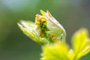 Mysterie noppen wijnrank