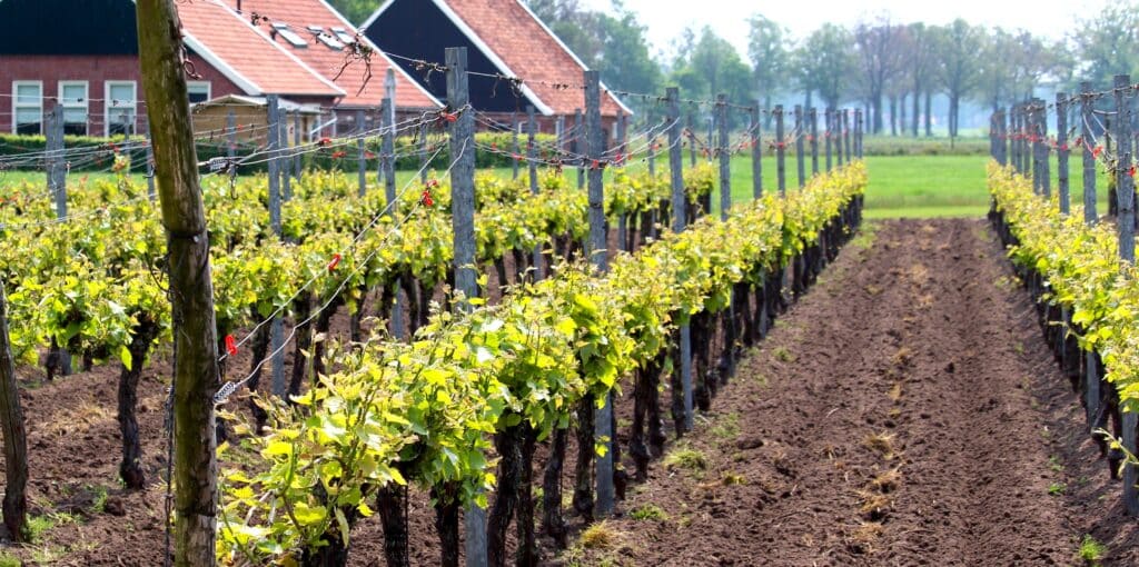 Aspergewijn Achterhoek