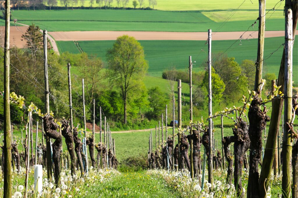 Provincie Limburg wijnbouw