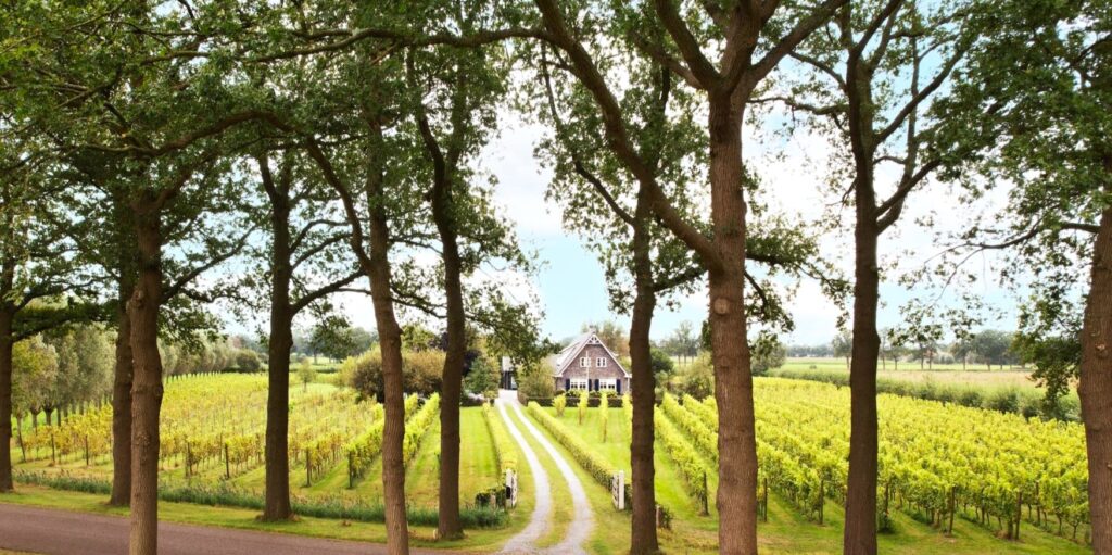 Wijndomein Gravendael verdwijnt