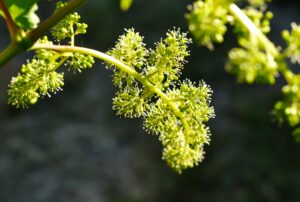 Wijnstok bloeit aftellen