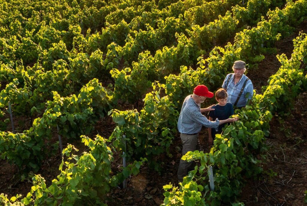 Bedrijfsopvolging Nederlandse wijnboeren