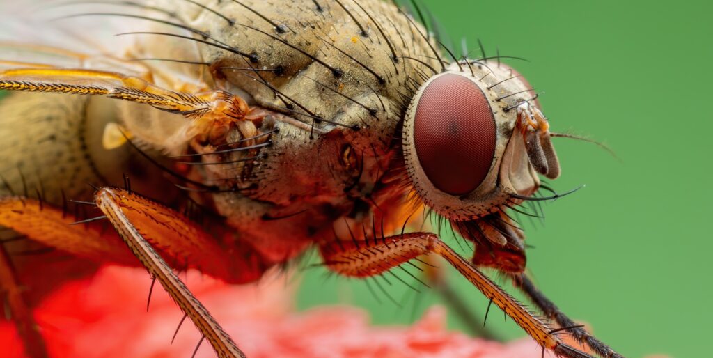 Suzukivlieg hoge temperaturen