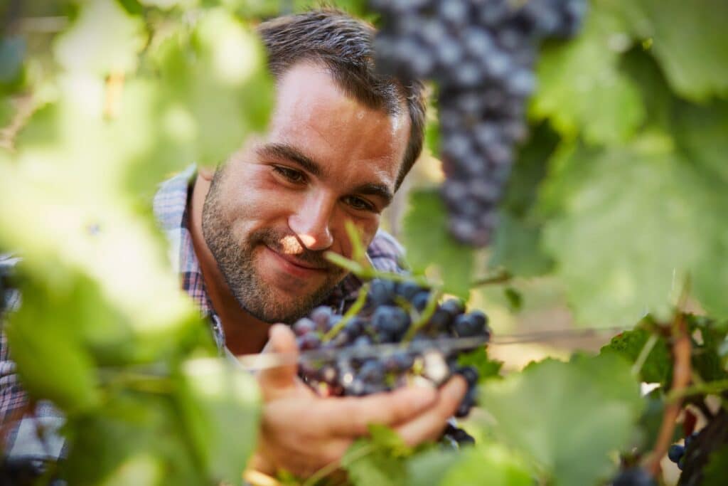 Dromen briljant wijnjaar