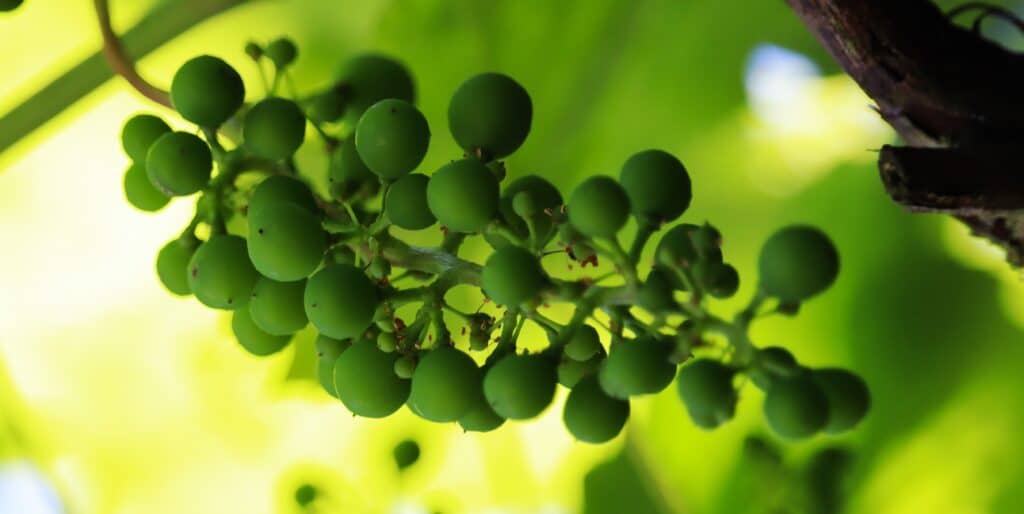 Dromen briljant wijnjaar