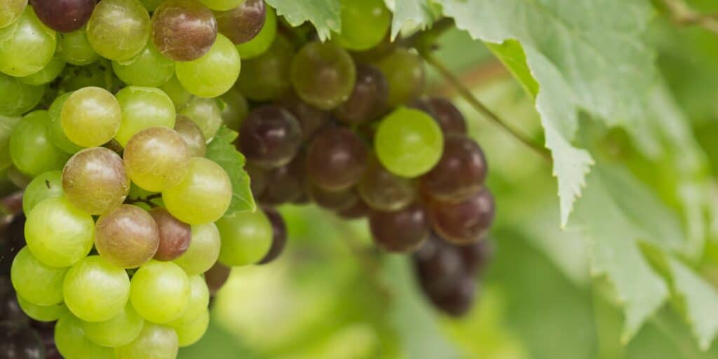 Verkleuring véraison Guillaume