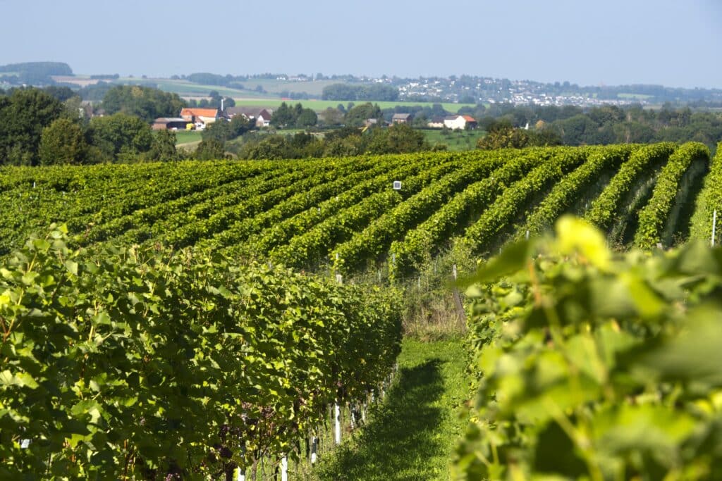 Wijnfestijn Vino Vaals