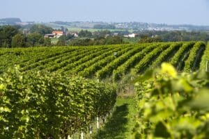 Wijnfestijn Vino Vaals