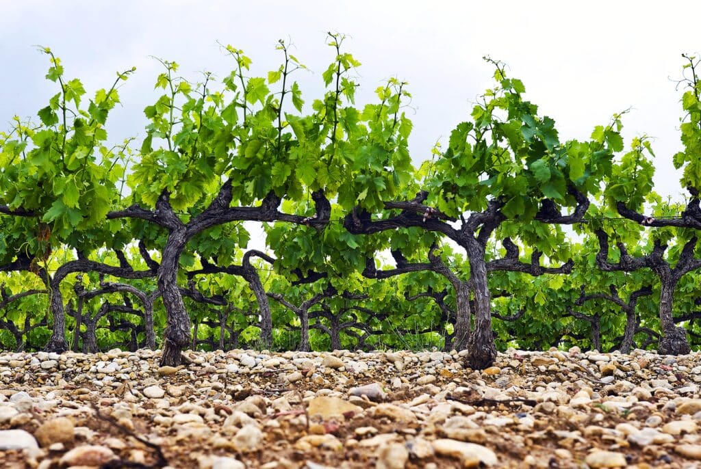 Kalk bodem wijngaard