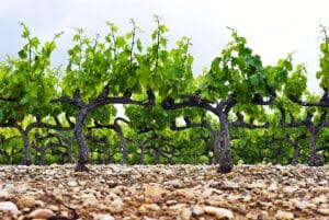 Kalk bodem wijngaard