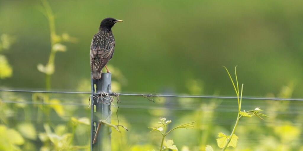 Druiven vraatschade spreeuwen