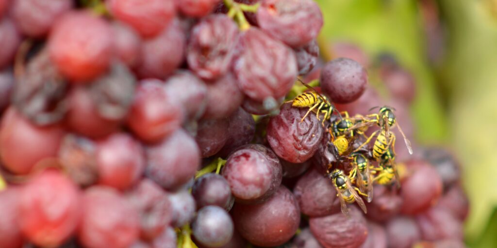 Druiven schade wespen
