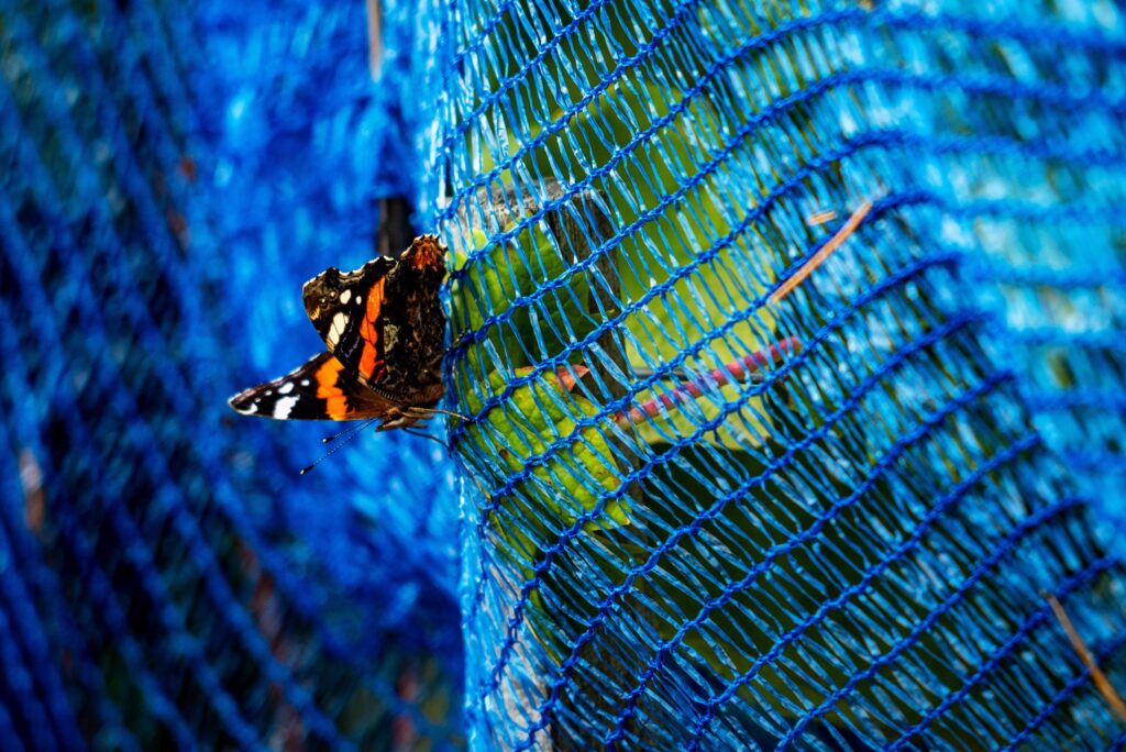 Strijd rijpende druiven