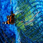 Strijd rijpende druiven