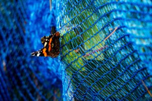 Strijd rijpende druiven