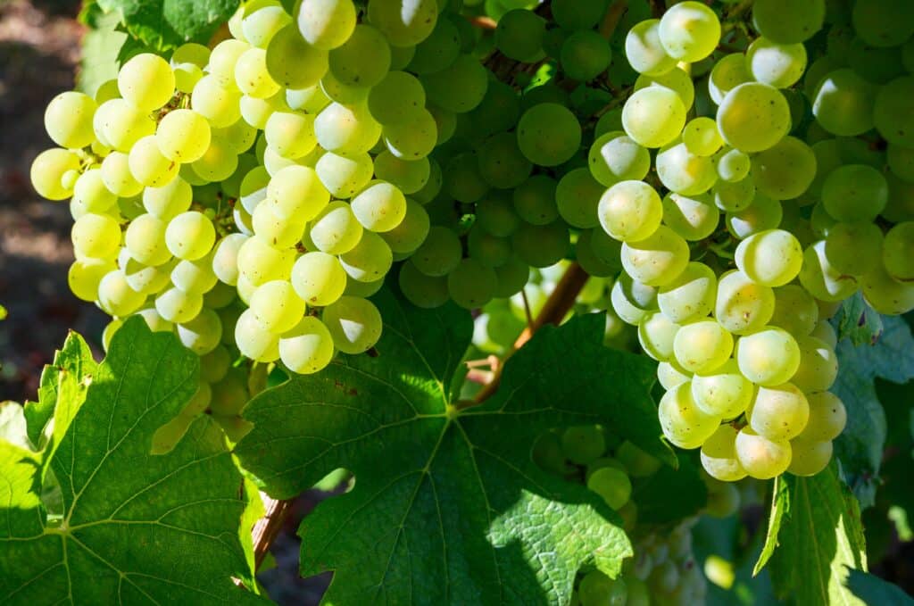 Nieuwe wijnen druivenrassen