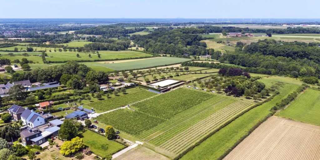 Limburgse wijngaarden overeind