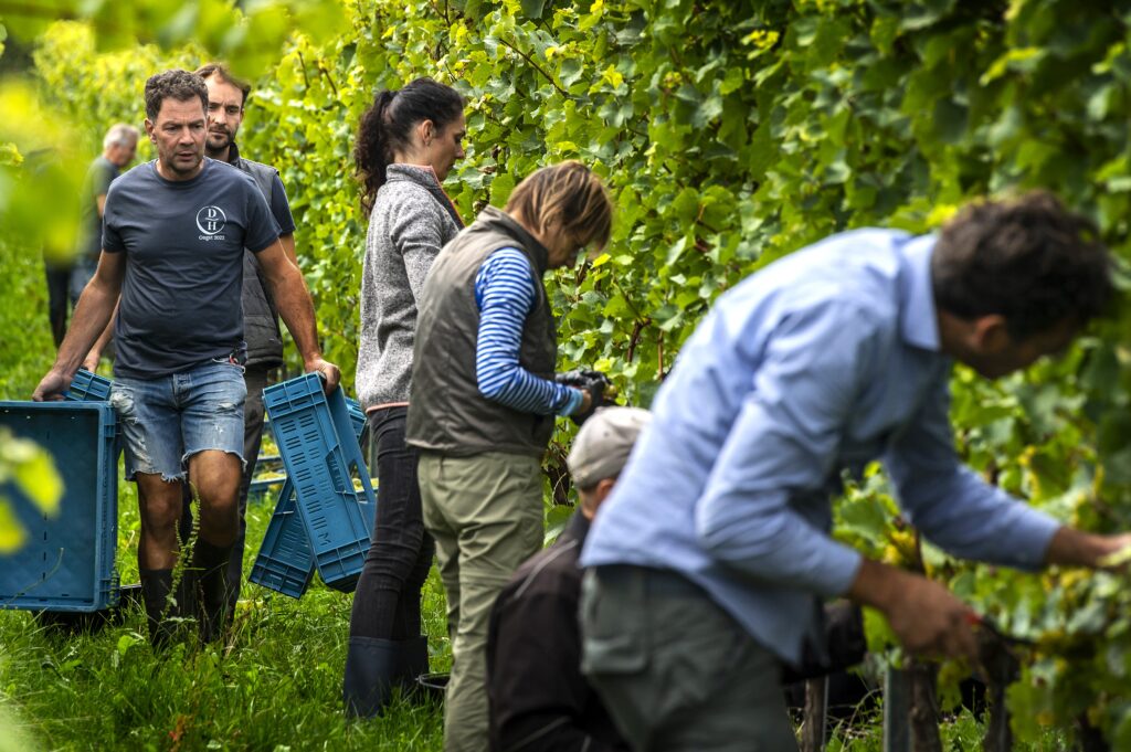 Vroegste druivenoogst ooit