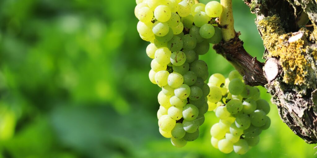 Vroegste druivenoogst ooit