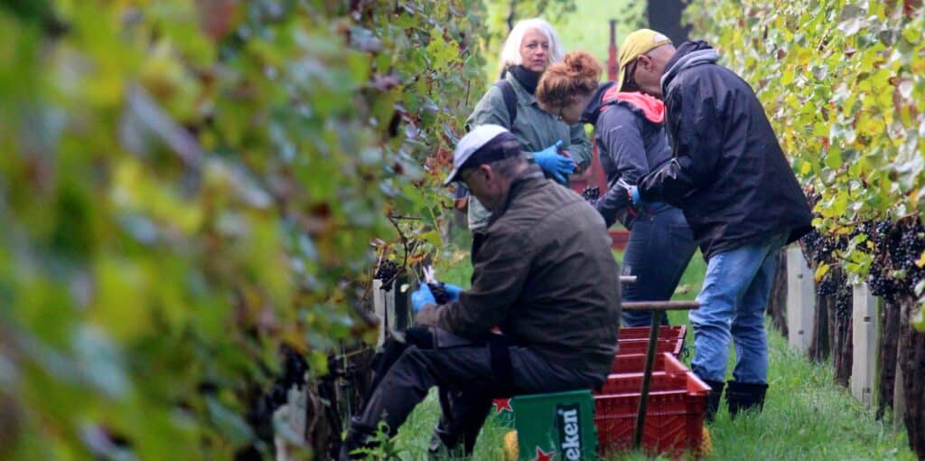 Dank vrijwlligers oogt