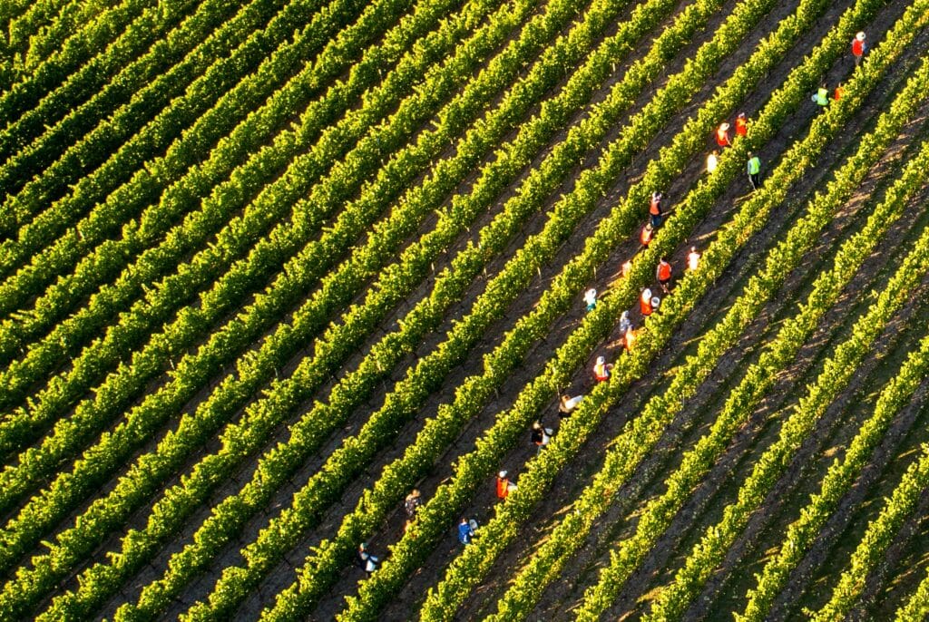 Dank vrijwilligers oogst