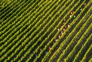 Dank vrijwilligers oogst