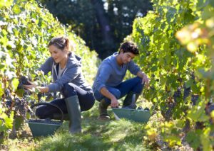 Regen zonneschijn oogst