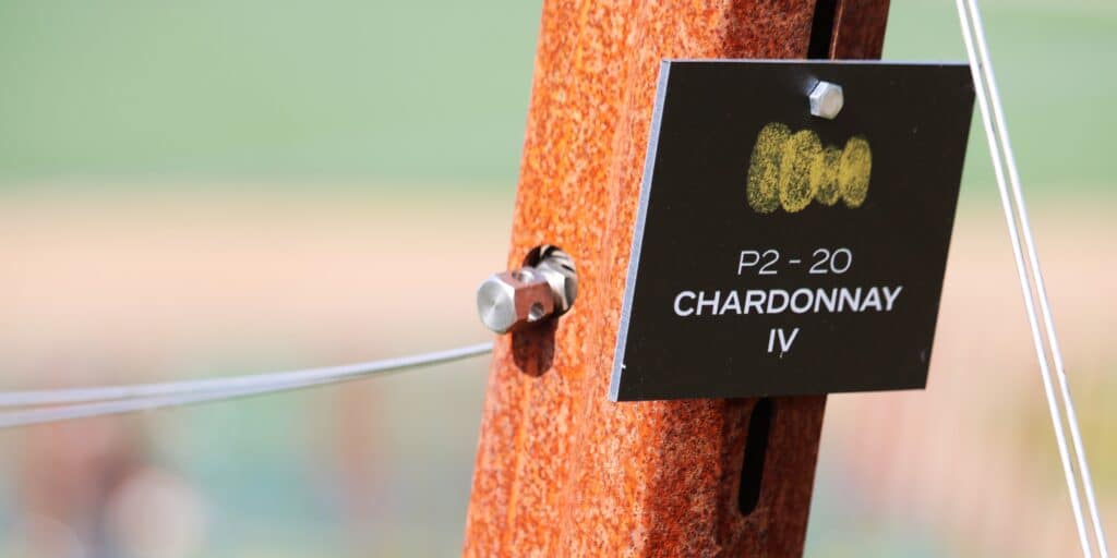 Chardonnay Wijngoed Lenoire