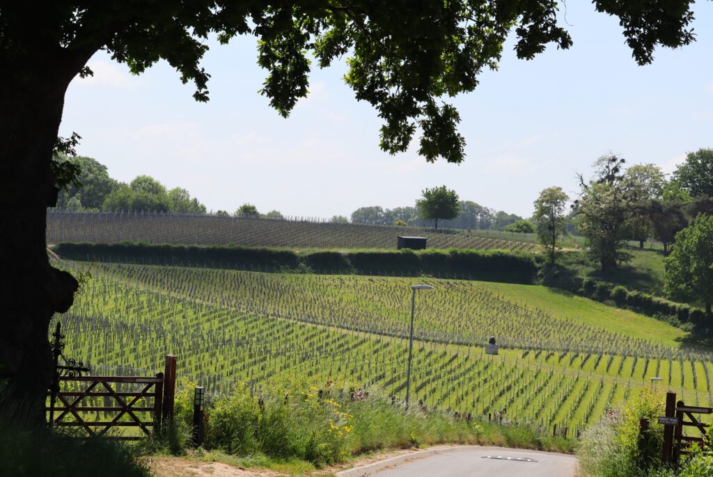 Wijnlandgoed Sterreheim productielocatie