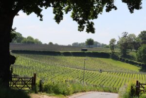 Wijnlandgoed Sterreheim productielocatie