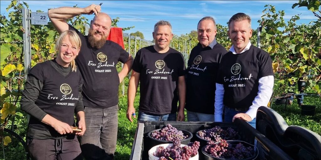 Druivenoogst burgemeester Holten