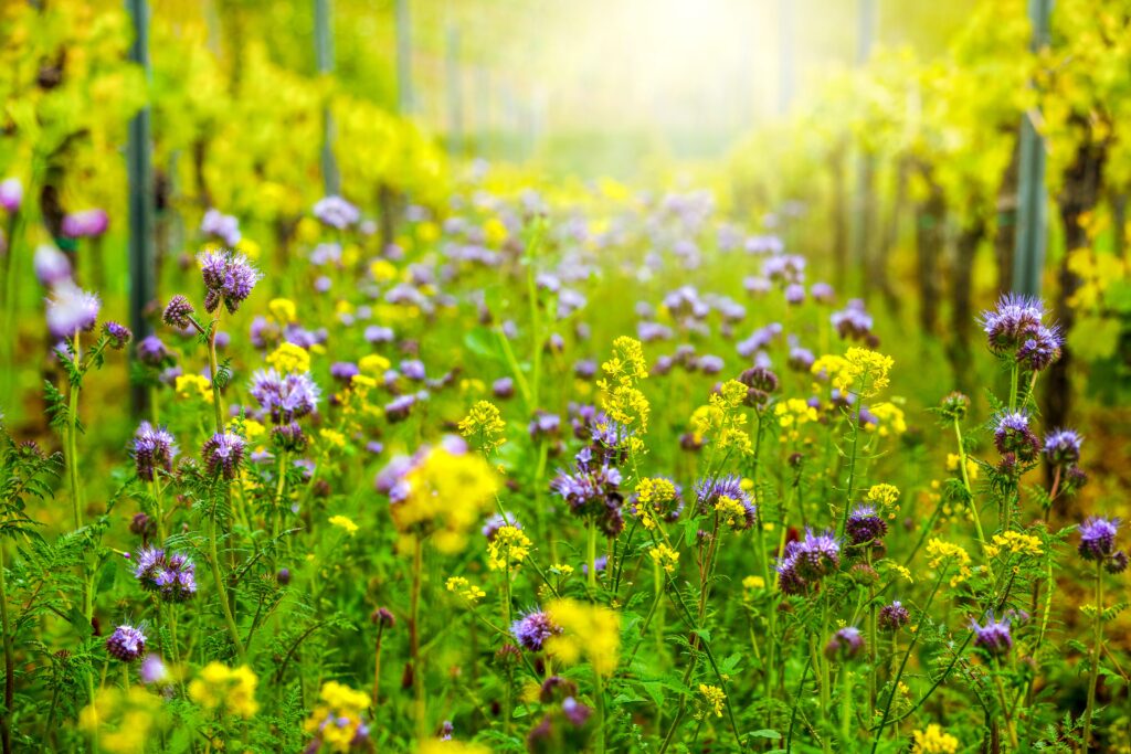 Begrippenverklaring vragenlijst