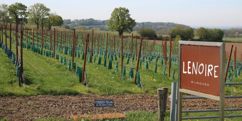 Wijnen Lenoire uitverkocht