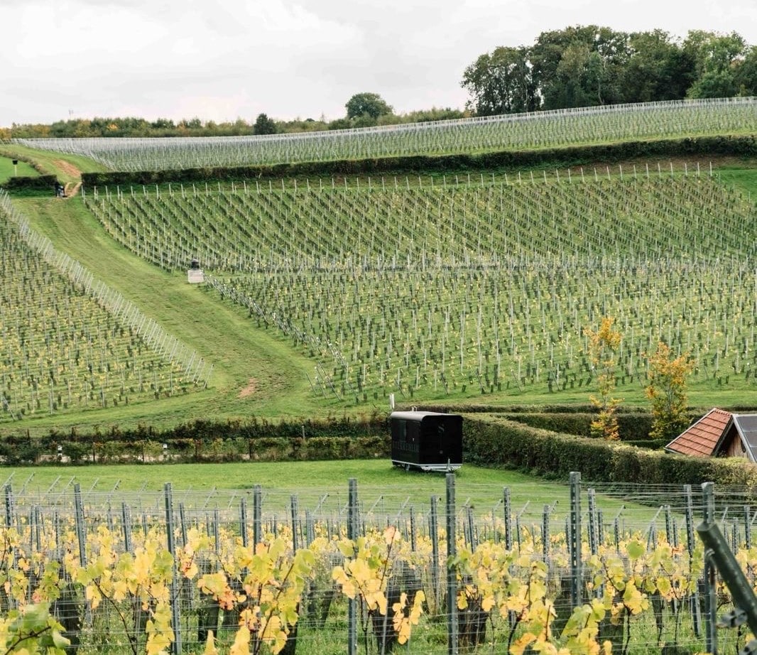 Wijnlandgoed Sterreheim 2025