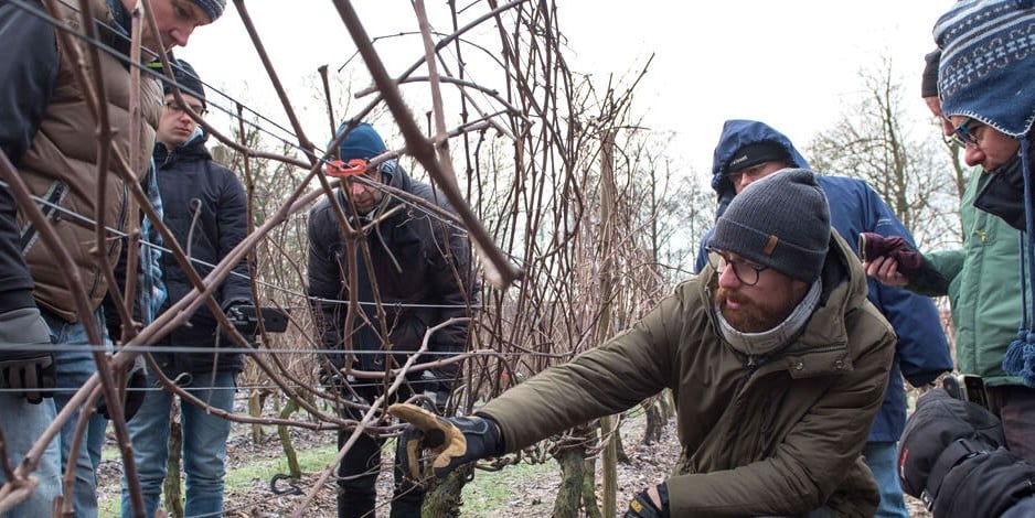 Wijngaard Academie snoei