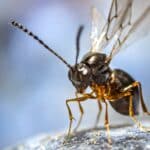 Aziatische sluipwesp suzukivlieg