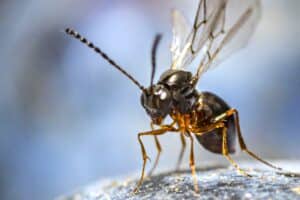 Aziatische sluipwesp suzukivlieg