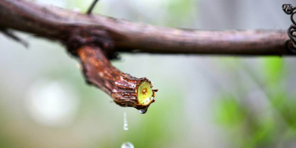 Bloeden snoei wonden
