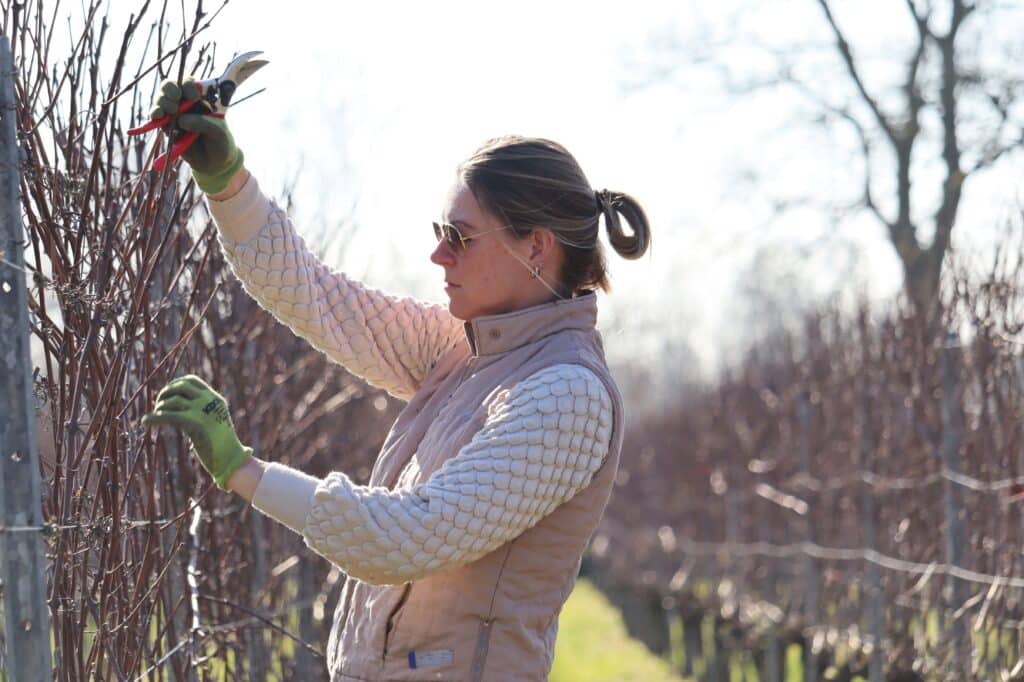 Snoeiwonden bloeden druivenstokken