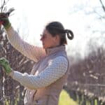 Snoeiwonden bloeden druivenstokken